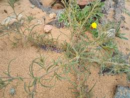 Image result for Leysera