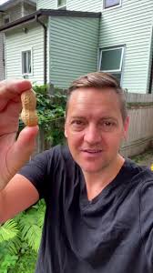 Peanuts. #history #story #food #vegetables #foodhistory #peanut #peanu...