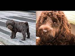 Find local labradoodle puppies for sale and dogs for adoption near you. Labradoodle Puppy From 10wks Old To 1 Year Old Youtube