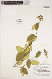 Image result for Dissotis brazzae