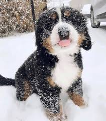 excellent no cost bernese mountain dogs and baby thoughts more than 2 000 a long time the particular bernese pile d in 2021 cute dogs cute little puppies cute puppies