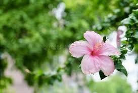 Ia ditanam secara meluas sebagai tanaman hiasan di seluruh. Beautiful Red Hibiscus Or Bunga Raya Flowers Stock Image Image Of Foliage Exotic 162794219