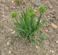 Image result for Heteranthoecia