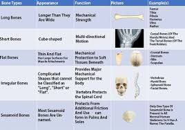 summary table of bone classifications bones skeleton