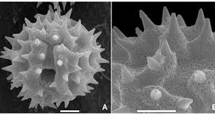 Image result for Vernonanthura polyanthes