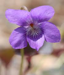 Image result for Viola abyssinica