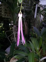 Image result for Bulbophyllum comatum