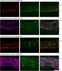 Image result for Poppy Red 1999 AAV