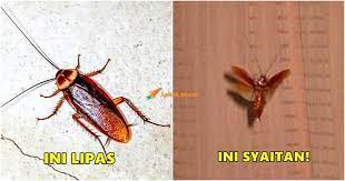 Saya juga menjadikan entry belajar bahasa sarawak dari blog kakak tiri cinderella sebagai panduan. Ikillzz Power Posts Facebook