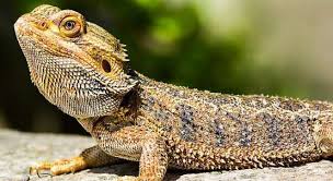 Here is everything you need to know about a. Bearded Dragon Care A Taming And Raising Guide Pet Care Advisors