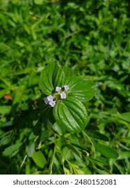 Image result for Spermacoce latituba