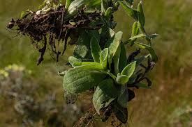 Image result for Helichrysum cephaloideum