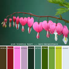 Pink Bleeding Heart Mary Margaretmarx Color Colors Colour Colours Colorpalette Colorpalettes Palette Pale Color Palette Color Balance Pantone Color