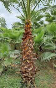 Image result for Washingtonia