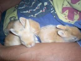 Such dir also einen ta, der am besten noch nächste woche eine frühkastration durchführt. Ab Wann Sind Babys Selbststandig Kaninchen