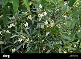 Image result for Mascarenhasia