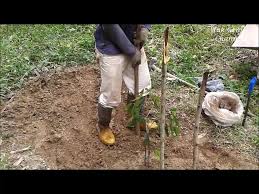 Hampir mati, alias mati pucuk. Rahsia Penanaman Agar Pokok Pertanian Satu Perniagaan