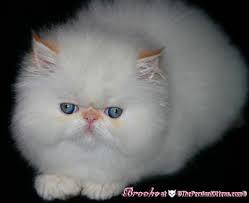 Our persian, himalayan and exotic kittens for sale come in an array of colors: Persian Kittens Brooke The Persian Kittens
