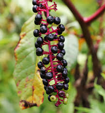 Image result for Phytolaccaceae