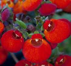 Image result for Calceolariaceae