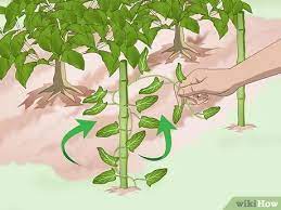 If timed properly there is a wonderful organic. How To Get Rid Of Bindweed 9 Steps With Pictures Wikihow
