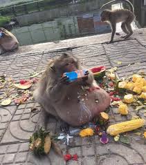 Obese monkey Uncle Fatty who became a star after being sent to fat camp is  missing and feared dead after 'falling off the wagon'