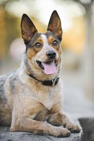 The australian stumpy tail cattle dog is less fatty, tailless, and more ready with regards to outsiders and new circumstances. Australian Stumpy Tail Cattle Dog Passion Hund