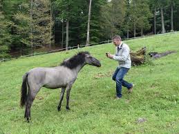 De tarpan is een prehistorisch basistype waarvan alle paardenrassen afstammen. Tarpan Stute Mit Fohlen Kommt Noch Neuigkeit Aus Wildpark Gersfeld Fulda