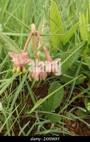 Image result for Asclepias albens