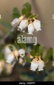 Image result for Chamaeclitandra