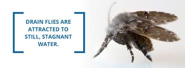 Drain flies are attracted to moisture inside drains or sewers. How To Get Rid Of Drain Flies