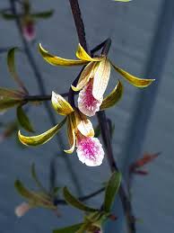 Image result for Eulophia