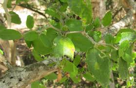 Place the celtis sinensis in the sun, but be very careful that it doesn't dry out on a hot day. Foraging Texas Desert Hackberry