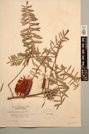 Image result for Melaleuca hypericifolia