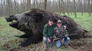 Les entreprises aux plus gros chiffres d'affaires. Top 10 Biggest Wild Boar Ever Le Plus Gros Sanglier Du Monde Youtube