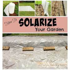 How to use black plastic to sterilize soil. Solarizing Your Garden Life Is Just Ducky
