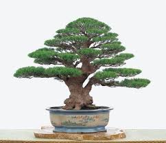Casuarina bonsai - World Bonsai Friendship Federation | Facebook