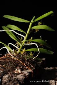 Image result for Angraecum