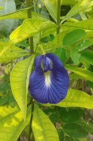 Image result for Clitoria