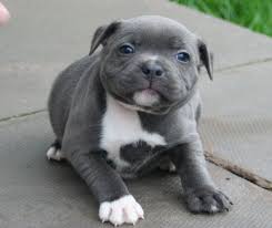 Also read our staffordshire bull terrier dog breed information profile. Staffordshire Bull Terrier Puppies Puppy Dog Gallery