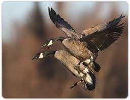 Cars Pictures Car Images Car Photos Car Wallpapers Hunting Guide Waterfowl Hunting Goose Hunting