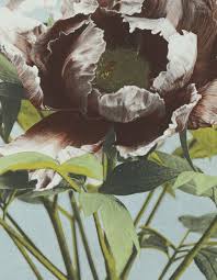 Pin On Floral