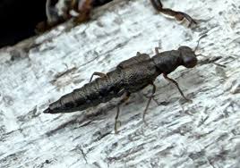 Image result for Stenostelma