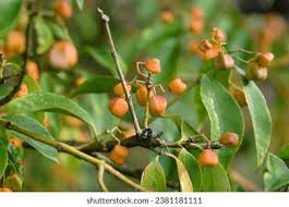 Image result for Myrianthus