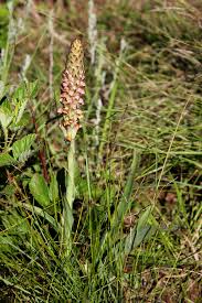 Image result for Diclis reptans