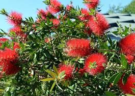We also carry different types of palm trees. 22 Plants That Attract Butterflies In Florida Florida Butterfly Gardening 101