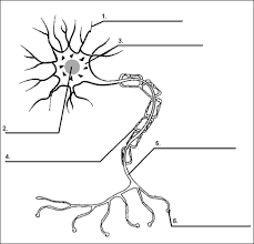 If you fail, then bless your heart. Nervous System Exam Quiz 1 Proprofs Quiz