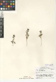 Image result for Bergia capensis