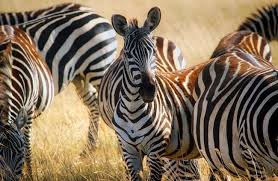 They are widespread, but due to the encroachment of humans their geographic however, since hybridization occurs between all the different types of zebra where they come into natural contact, as well as between zebras and. Zebra Description Habitat Image Diet And Interesting Facts