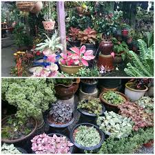 774 likes · 10 talking about this · 52 were here. Kembara Minda 7 Pokok Ini Berharga Rm500